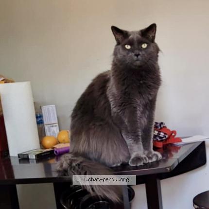 Photo 1/1 Mateus Chat lost in Montreal