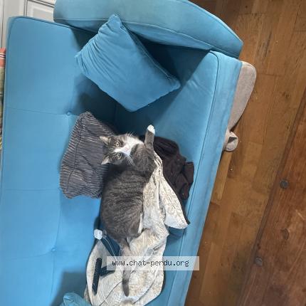 Photo 1/1 Mistigri Chat lost in Bernay