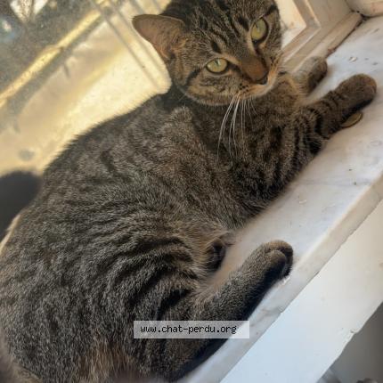 Photo 1/1 Fifi Chat lost in Molenbeek saint jean