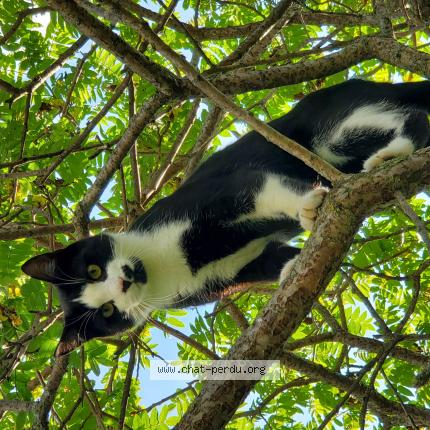 Photo 1/1 Pilou Chat lost in La roche blanche