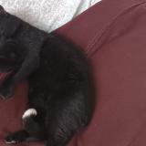 Picture of cat lost at Aubagne