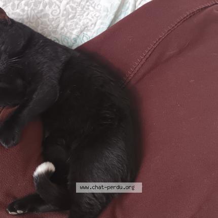 Photo 1/1 sylvie tourbez Chat lost in Aubagne