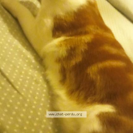 Photo 1/1 Chaplapla Chat lost in Dax