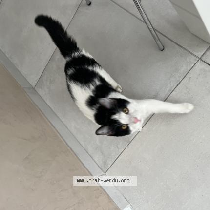 Photo 1/1 Taz Chat lost in La destrousse