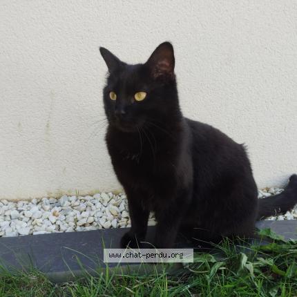 Photo 1/1 Stella Chat lost in Quimper