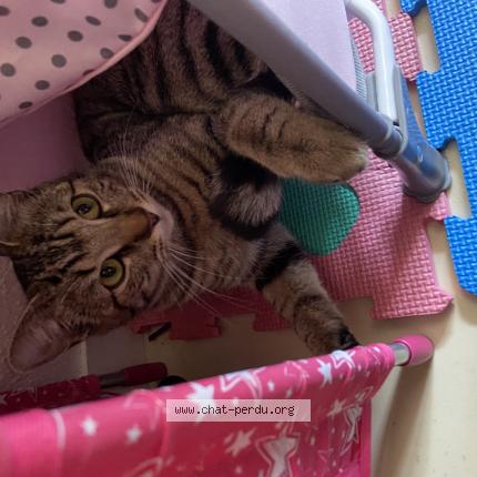 Photo 1/1 Gucci Chat lost in Proche de tavers