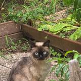 Picture of cat found at Vaureal