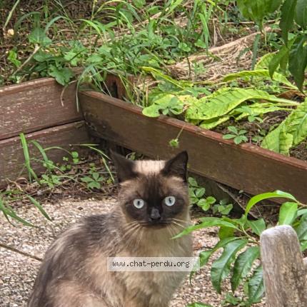 Photo 1/1 Found cat Found in Vaureal