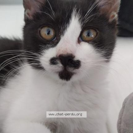 Photo 1/1 Puzzle Chat lost in Vichy