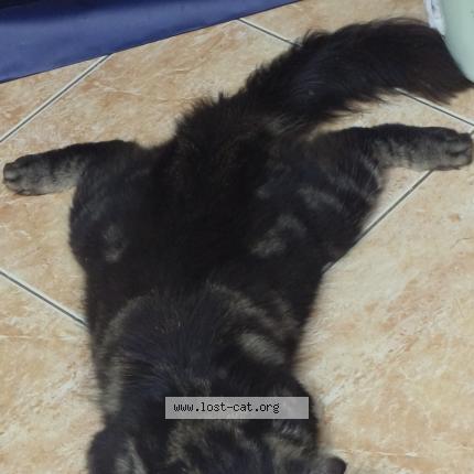 Photo 1/1 Lilo Chat lost in Laspinas