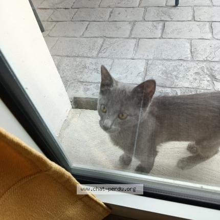 Photo 1/1 Found cat Found in Saint brieuc