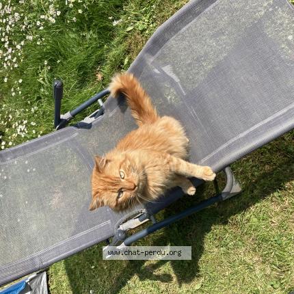 Photo 1/1 Minou Chat lost in Saint senoux