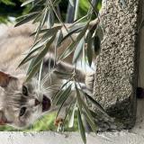 Picture of cat found at Alfortville