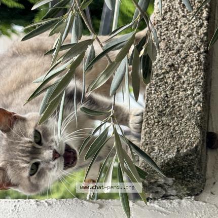 Photo 1/1 Found cat Found in Alfortville