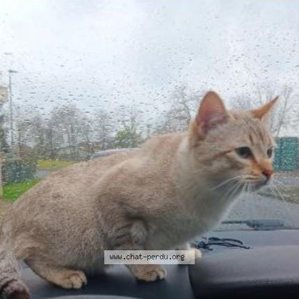 Photo 1/1 Jel Chat lost in Tarbes