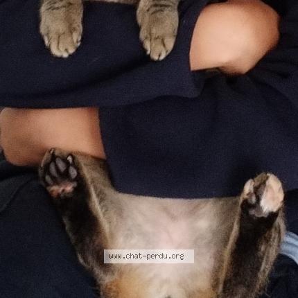 Foto van vermiste kat in Tournai