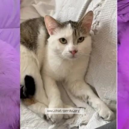 Photo 1/1 Moon Chat lost in Cambrai