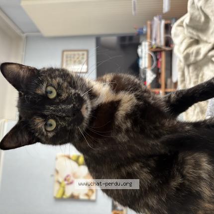 Photo 1/1 pti chat Chat lost in Chatou