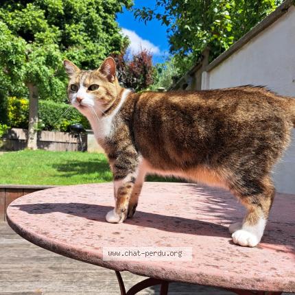 Foto 1/1 Kat teruggevonden Vermist in Uccle