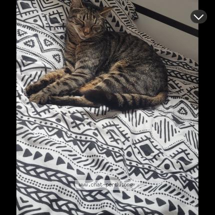 Photo 1/1 Pimouss Chat lost in Saint brieuc