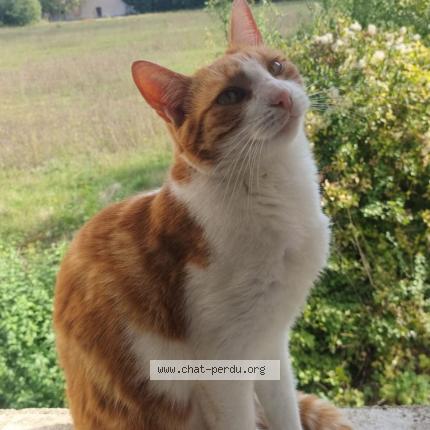 Photo 1/1 Ninin Chat lost in Besancon