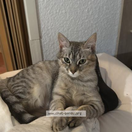 Photo 1/1 princesse Chat lost in Romans sur isere