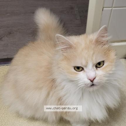 Photo 1/1 Gucci Chat lost in Cosne cours sur loire