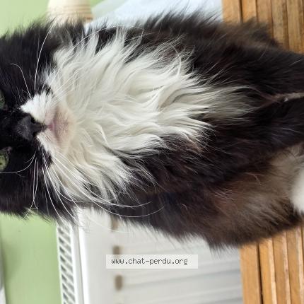 Photo 1/1 Duchesse Chat lost in Villeneuve d ascq