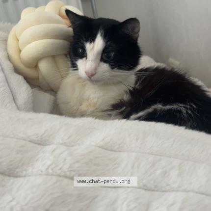 Photo 1/2 Mishka Chat lost in Montauban