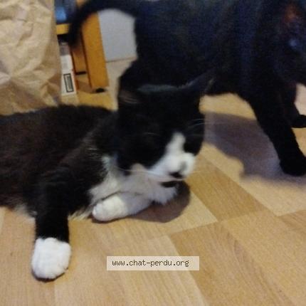 Photo 1/1 Gugus Chat lost in Firminy