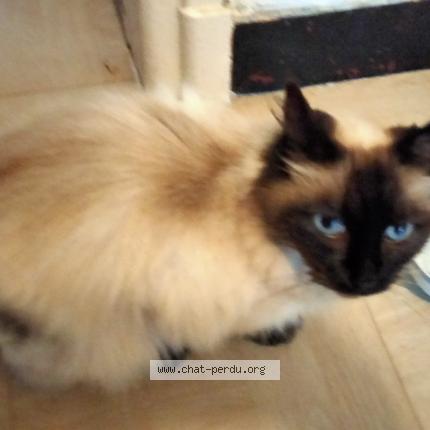 Photo 1/1 Found cat Found in Sin le noble