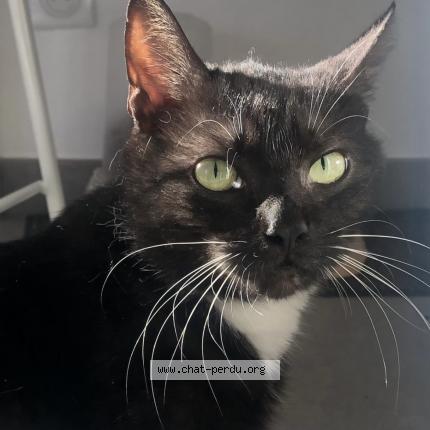 Photo 1/1 Kimchi Chat lost in Vic la gardiole