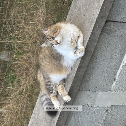 Photo 1/1 Misty Chat lost in Gillonnay