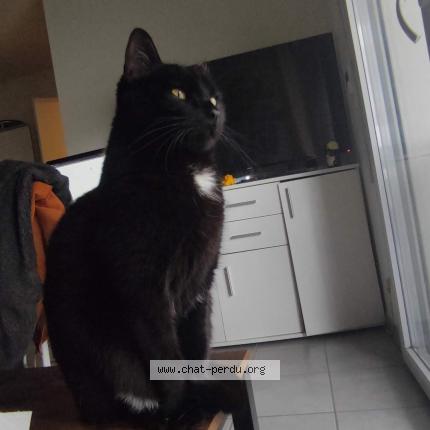 Photo 1/1 Fripouille Chat lost in Toulouse