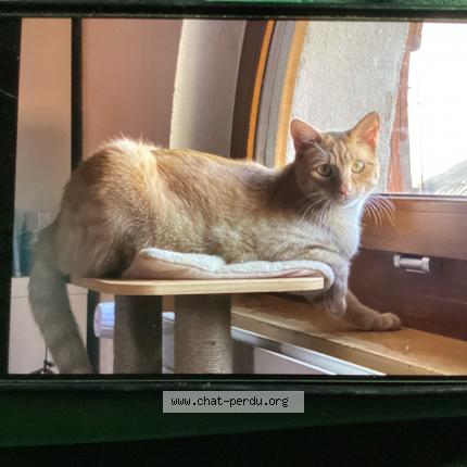 Photo 1/1 Pok Chat lost in Mollens