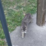 Picture of cat found at Amiens