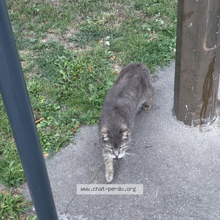 Photo 1/1 Found cat Found in Amiens