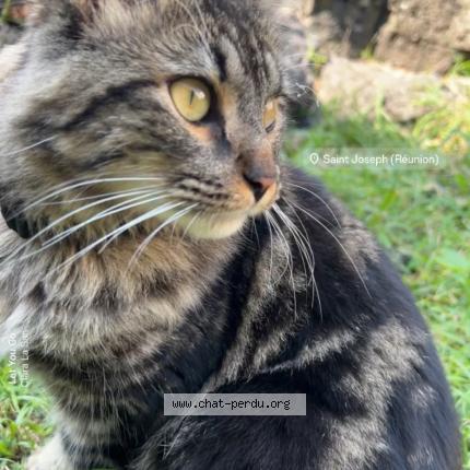 Photo 1/1 Cookie Chat lost in Conques sur orbiel