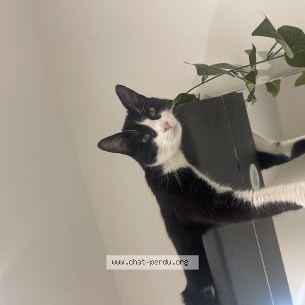 Photo 1/1 Mitch Chat lost in Lyon