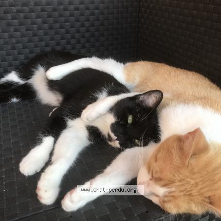 Photo 1/1 Bella Chat lost in Tourcoing