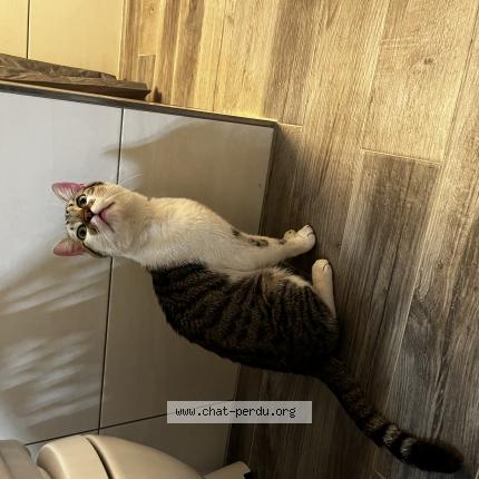 Foto einer gefundenen Katze in Rodange