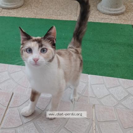 Photo 1/1 Found cat Found in La sauve