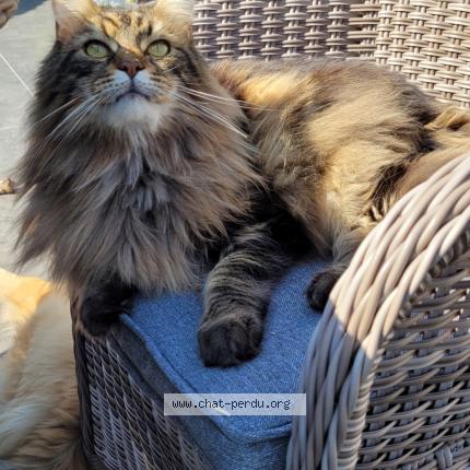 Photo 1/1 Helios Chat lost in Annoeullin