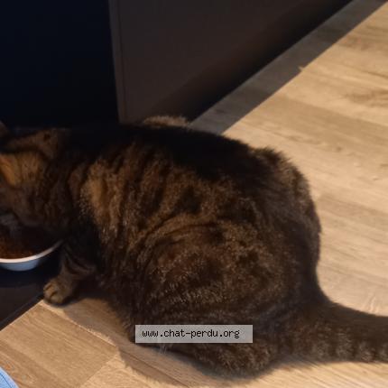 Foto 1/1 Kat teruggevonden Vermist in Herchies