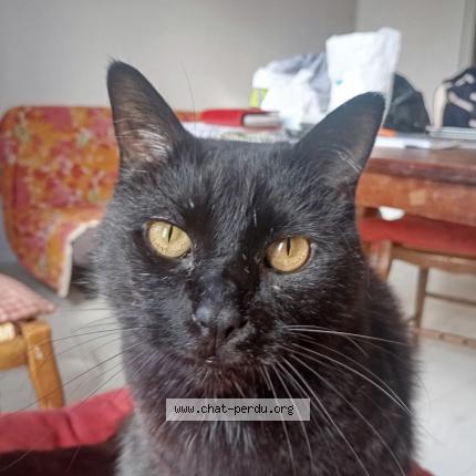 Photo 1/1 Hadesr Chat lost in Plourin les morlaix