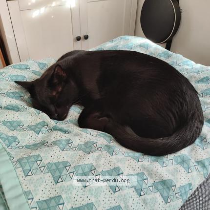 Photo 1/1 Cat reunited Lost in Enghien les bains