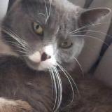 Picture of cat lost at Vitrolles