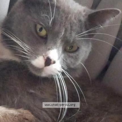 Photo 1/1 Prince Chat lost in Vitrolles