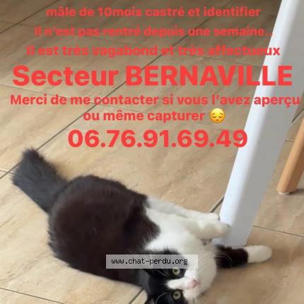 Photo 1/1 Oly Chat lost in Bernaville