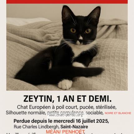 Photo 1/1 Zeytin Chat lost in Saint nazaire